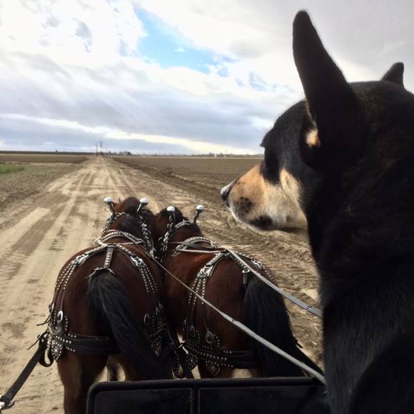 Meet your Posher, Tristan - Picture 1 of 1